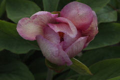 Paeonia chamaeleon