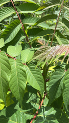 Ailanthus altissima
