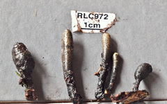 Xylaria schweinitzii