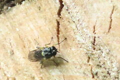 Solva marginata