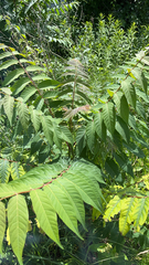 Ailanthus altissima