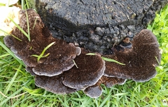 Hexagonia hydnoides