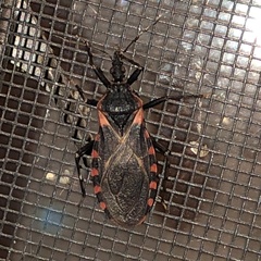 Triatoma sanguisuga