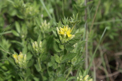 Leobordea foliosa