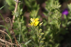 Leobordea foliosa