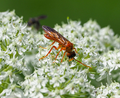 Tenthredo adusta