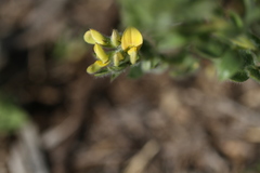 Leobordea foliosa