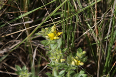 Leobordea foliosa