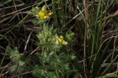 Leobordea foliosa