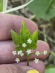Osmorhiza depauperata