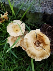 Lentinus