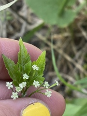 Osmorhiza depauperata