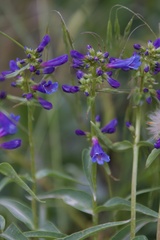 Penstemon watsonii