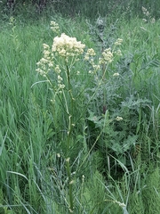 Thalictrum lucidum