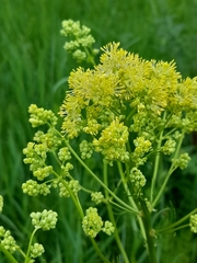 Thalictrum lucidum