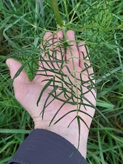 Thalictrum lucidum