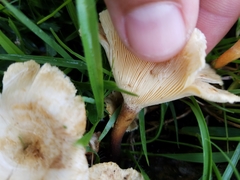 Lentinus