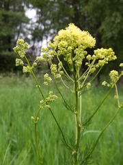 Thalictrum lucidum