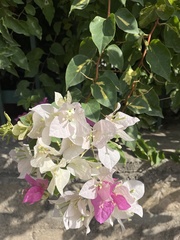 Bougainvillea glabra