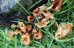 Lentinus