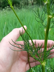 Thalictrum lucidum