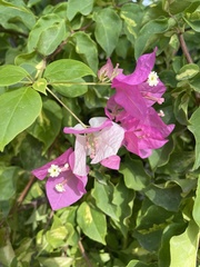 Bougainvillea glabra