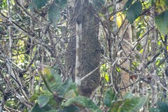 Synoeca virginea