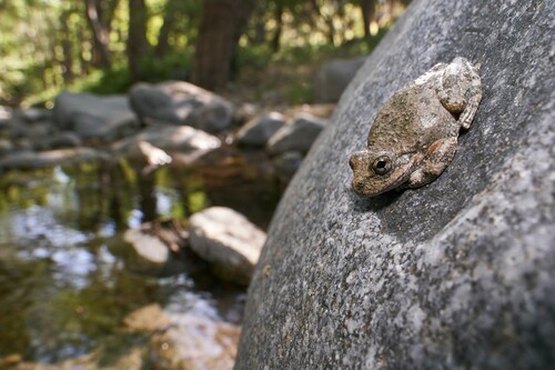 California Tree Frog, Los Angeles County, CA, USA, photo 10 of 10