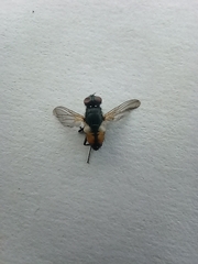 Musca
