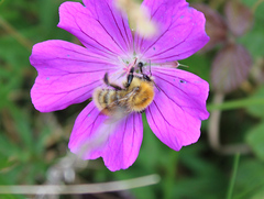 Bombus muscorum