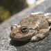 California Tree Frog - Photo (c) Grigory Heaton, some rights reserved (CC BY-NC), uploaded by Grigory Heaton