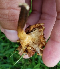 Lentinus