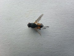 Musca