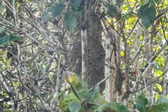 Synoeca virginea