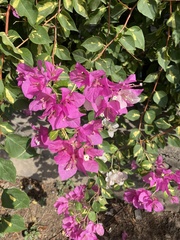 Bougainvillea glabra