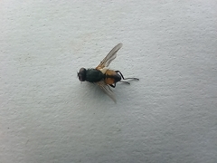 Musca