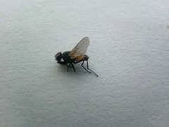 Musca