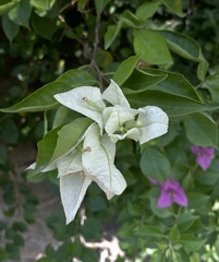 Bougainvillea glabra