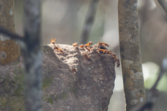 Synoeca virginea