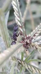 Camponotus compressus