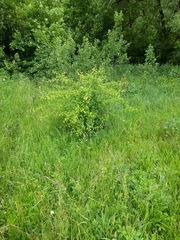 Crataegus monogyna