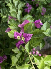 Bougainvillea glabra