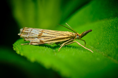 Chrysocrambus linetella