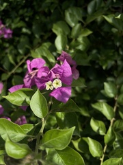 Bougainvillea glabra