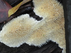 Protohydnum sclerodontium