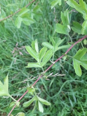 Crataegus monogyna