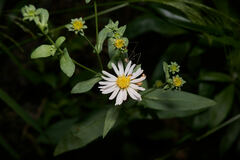 Symphyotrichum greatae