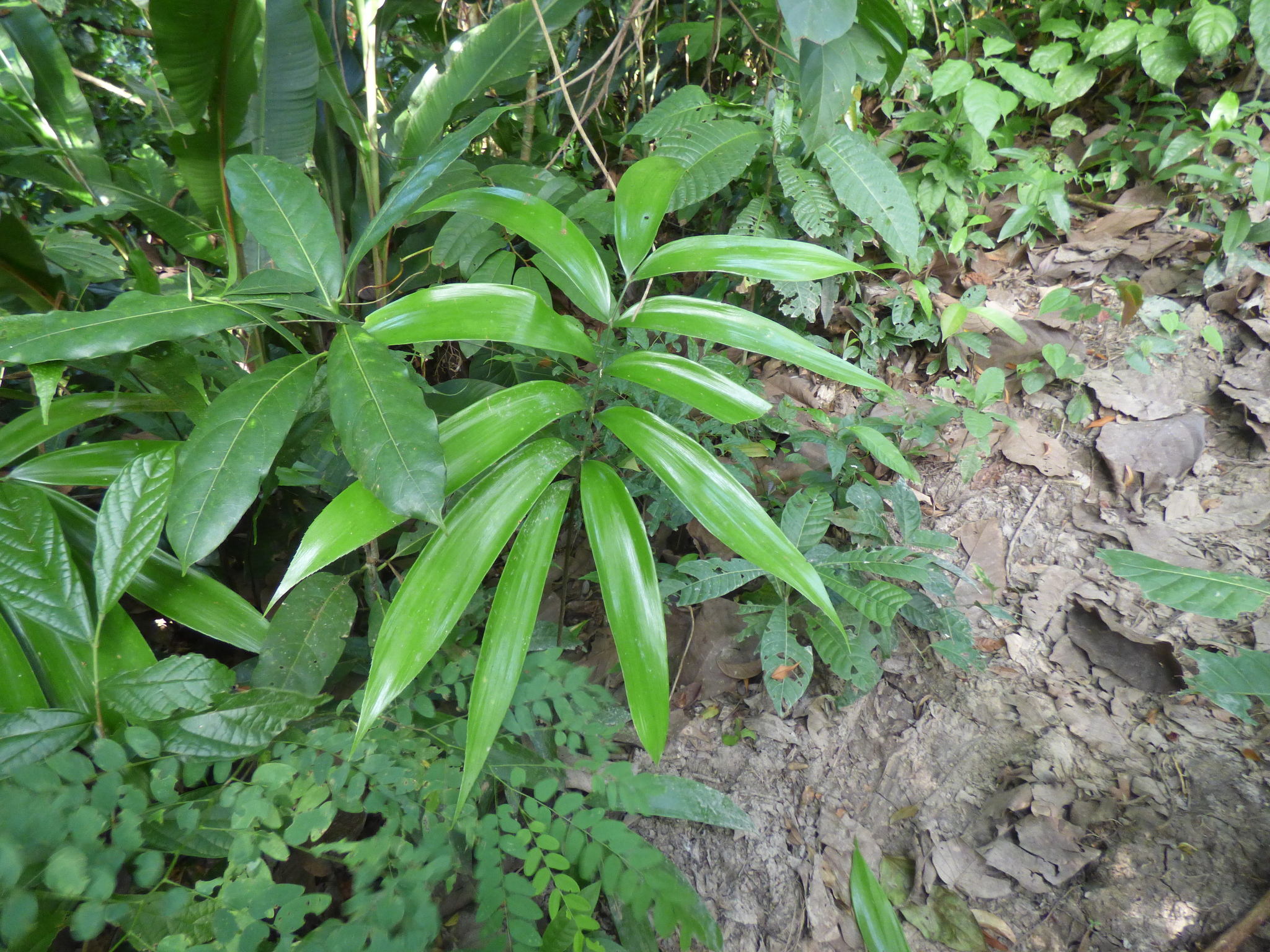 Zamia incognita