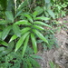 Zamia incognita - Photo no rights reserved, uploaded by Daniel van der Post