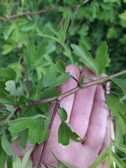Crataegus monogyna